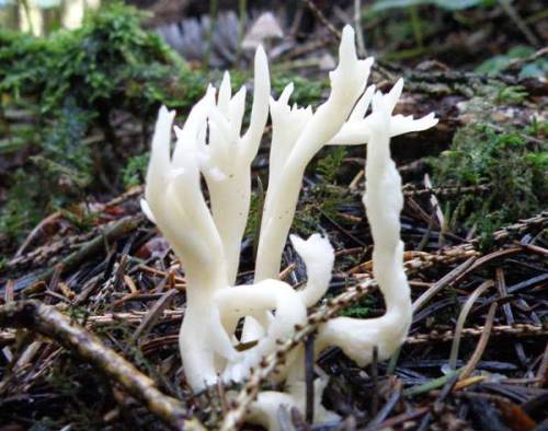 Clavulina rugosaWrinkled Coral Fungus(via)