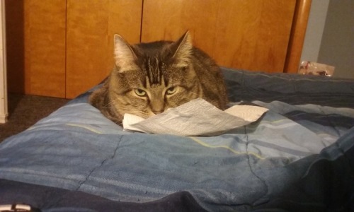 paigek9: The chronicles of my cat and the napkin he found… I tried to take it away, and I fai