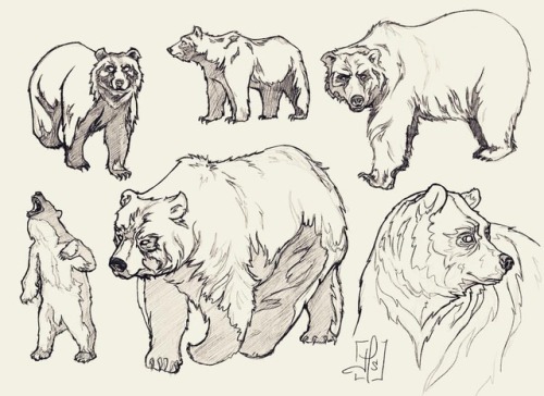 Recent bear studies ✨ Not my best though. But I’m getting there soon #dailysketch #illustratio