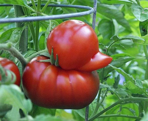 The Way These 24 Vegetables Look Is Out Of This World. You Won’t Believe Your Eyes When You See #23.