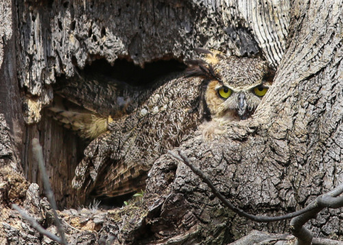 motivatedslacker:ainawgsd:Owls are masters of disguise, blending seamlessly into their surroundings.