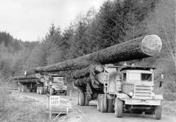rollerman1:  Vintage log hauling picture taken in the north east….50ies era? 