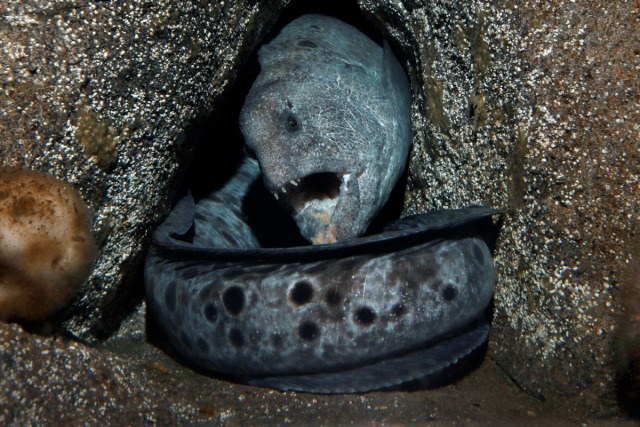 wolf eel venom wolf eel venom