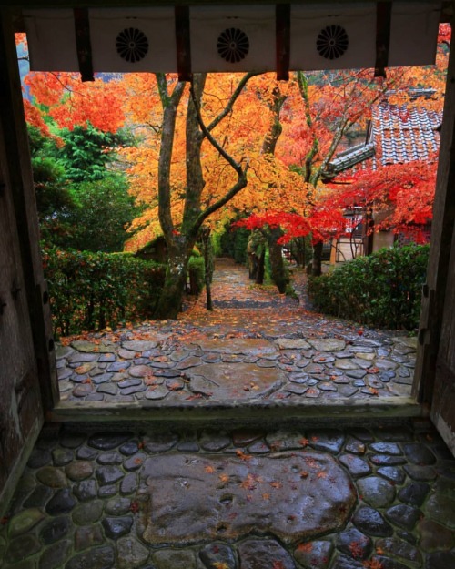 【京都府】寂光院紅葉 . ついこの前なのに昔のように感じます⏳️ . 今年の紅葉は行って後１回か２回です . （2021/11/22撮影） . #寂光院 #紅葉2021 #紅葉 #京都紅葉 #紅葉 #