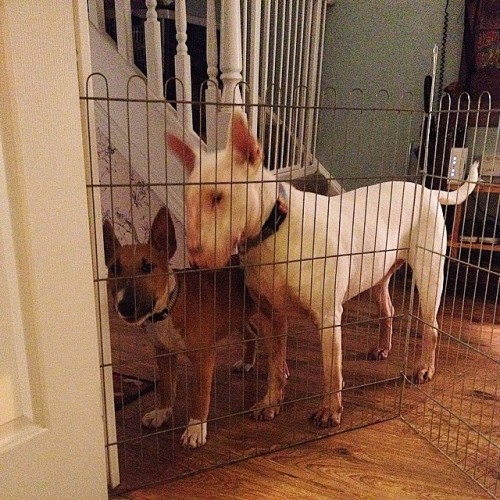 The master & his apprentice. #bernard #albert #ebt #englishbullterrier #bully #bullylove #bullte