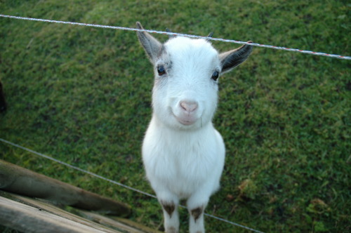 crowcrow:  this happy goat is making me feel so happy about everything 