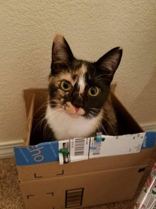 Cat in a box(submitted by @poploppege)