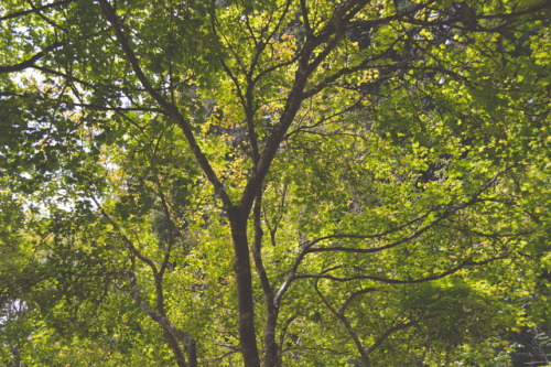 megarah-moon:Redwood forest adventures~ I’m in love with all the green life all around me. It’s trul