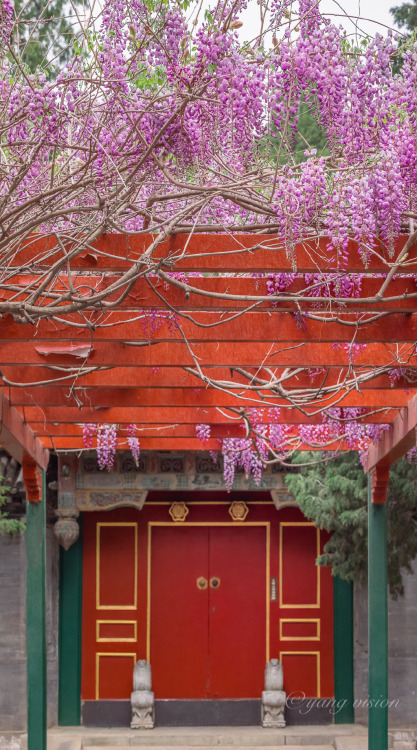 fuckyeahchinesegarden:wisteria blossoms in summer palace by 视觉影像杨