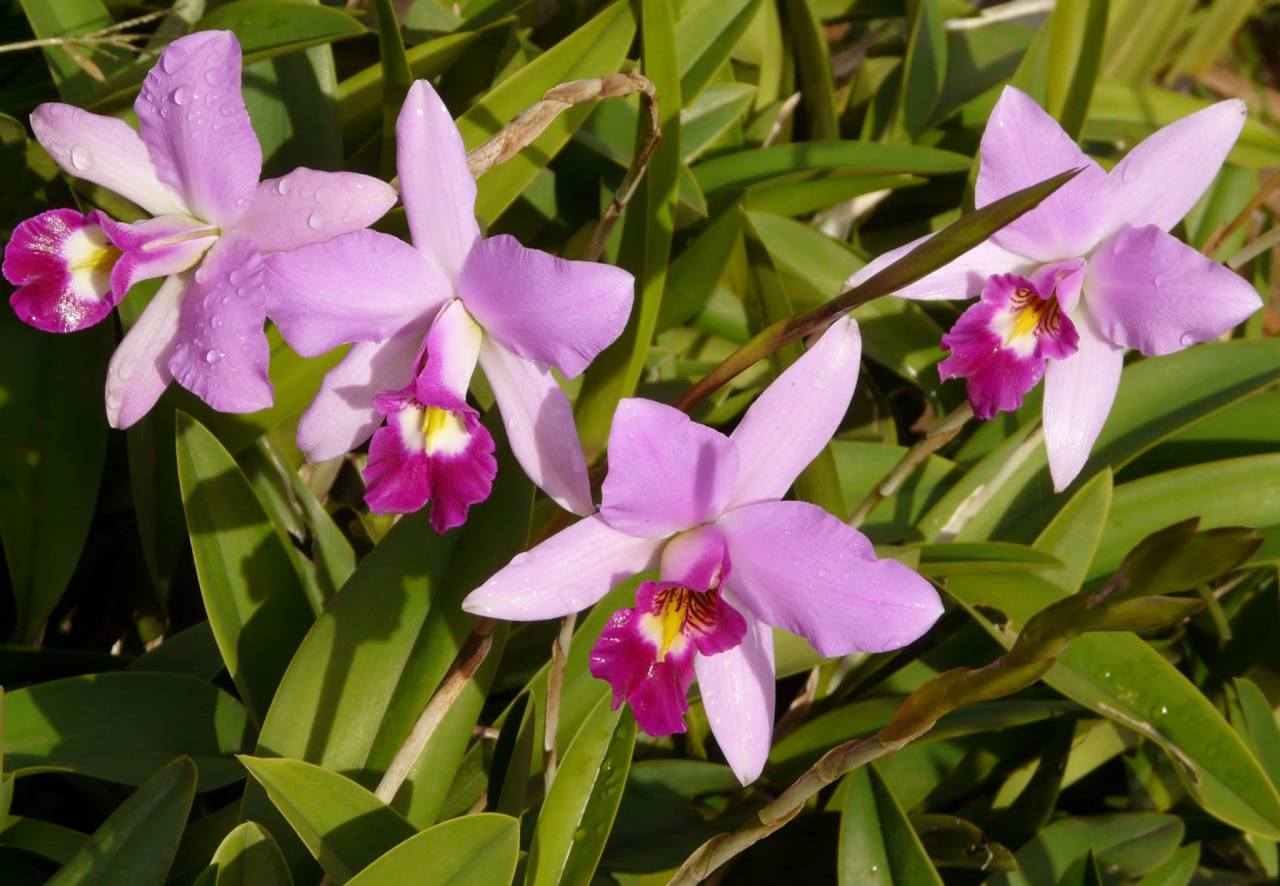 Laelia anceps.
By Richard King.