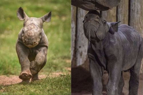 Congrats to the Chester Zoo on the birth of TWO black rhinos, born within days of each other!!!