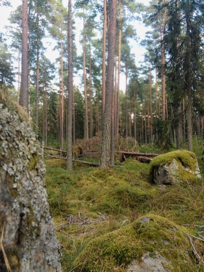amaranthdesires:one of all the forest spirits