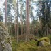 amaranthdesires:one of all the forest spirits