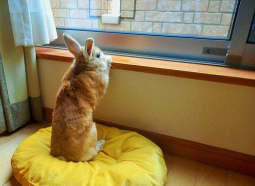 thefingerfuckingfemalefury:  the-awesome-quotes:    This Bunny Understands Short People Problems   Me as a bun…