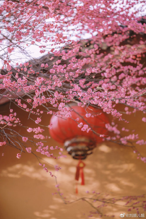 fuckyeahchinesegarden:plum blossoms in 铁佛寺tiefo temple, huzhou, zhejiang province by 刘顺儿妞