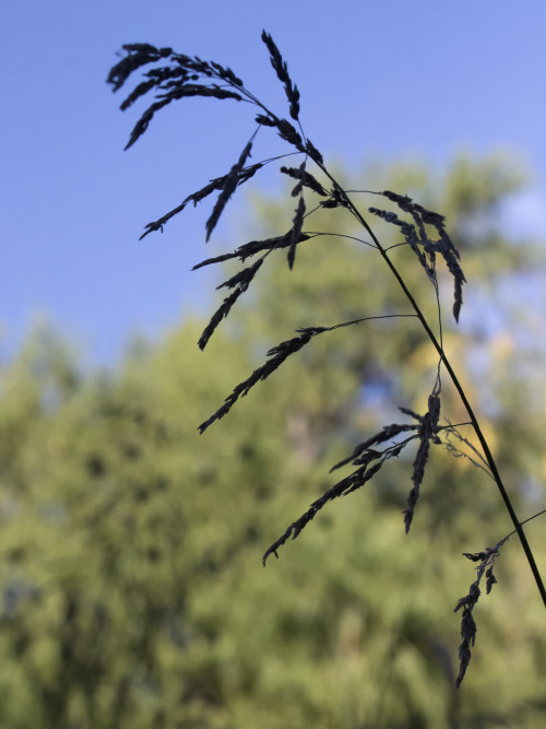 seed head