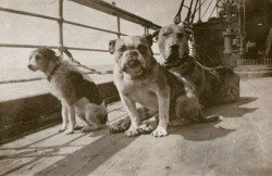 Shasta-Brah:  Congenitaldisease:  There Were Twelve Dogs Also On Board The Titanic