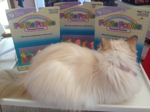 bargainbinredhead:When you just want to show off your new ponies but your cat thinks she’s the only 