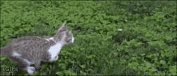 4gifs:Kitten jousting