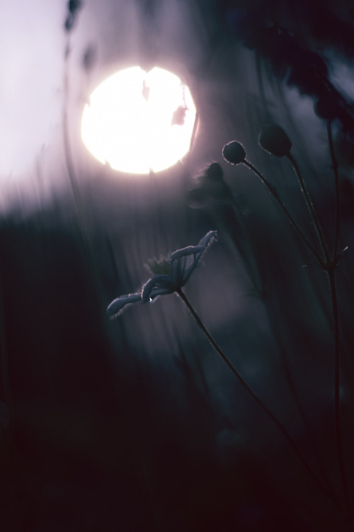 sanwik:My photography.