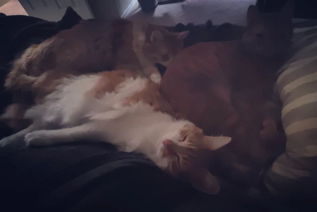 i think i need a bigger bed
#yougottabekittenme😻😻😻
#catsofinstagram🐱🐱🐱🐾
#maximathorandloki😻😻😻
#sleepehkittehs😺😺😸
#thisismylifenow💙 (at San Antonio, Texas)
https://www.instagram.com/p/CoAMfh4giwZ/?igshid=NGJjMDIxMWI=