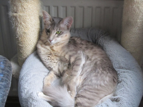 genetic-warriors:Runningbrook: longhaired, blue spotted tabby molly with green eyes