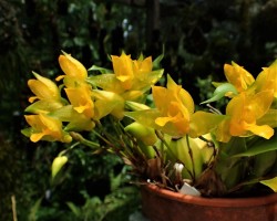 orchid-a-day: Lycaste aromatica Syn.: Maxillaria aromatica; Colax aromaticus; Selbyana aromatica; et al.  June 13, 2019   one of my favs