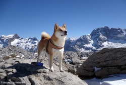 parakavka:  Looking at the blue sky #mountainshiba #takayukitheshibainu #snowdog 