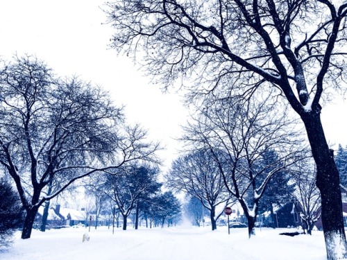 Snowy Path in Michigan | Dearborn, Mi