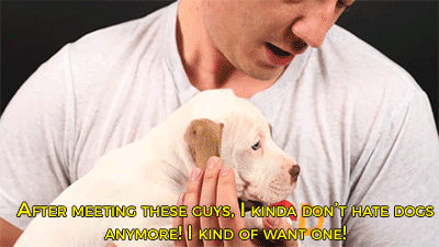 sizvideos:People with fear of dogs meet cute Pit Bull puppies! - watch their reaction