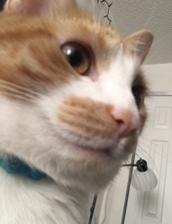 disgustinganimals:  unflatteringcatselfies:  This is Cider. She’s a star ✨  pretty sure that’s a cat. 