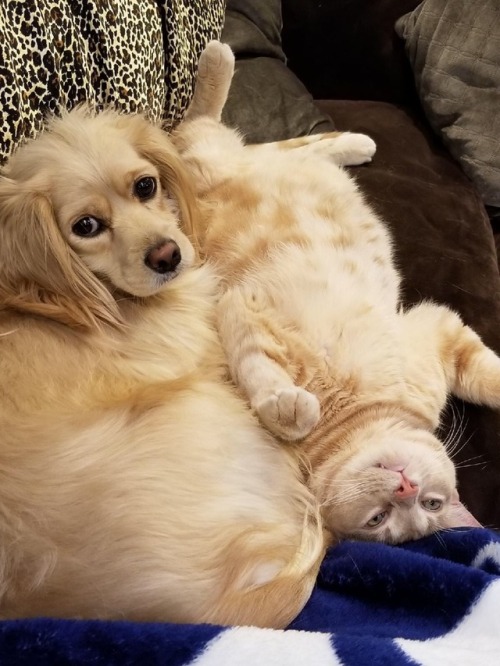 petvlsus:Babushka girl and ginger boy in love forever