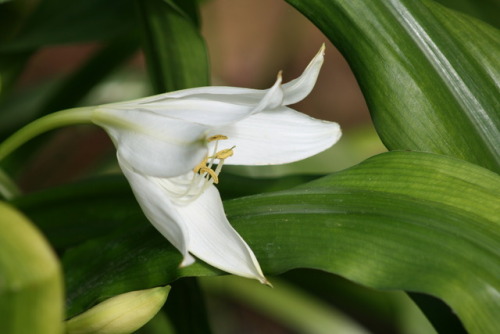 St, Christopher lily, Leu Gardens - Orlando, FL