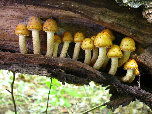 naturespiritheart:naturespiritheartGroup of Pholiota sp. mushrooms in fallen log at Limerick Forest