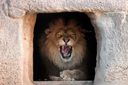 inspi-ration-s:  Cranky Lion by robbobert