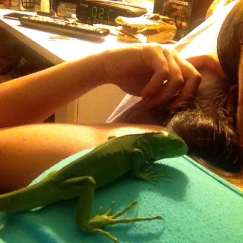 Cold blooded cuddles :p #lizardlove #iguana #spike #coldblooded #cuddles