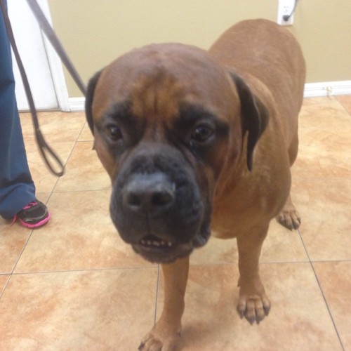 starlightonthesea:  On New Year’s Eve when the ball dropped, someone threw corn cobs over my fence and my bullmastiff Diesel ate them. He’s gone into emergency #surgery - he was declining rapidly. He had corn cobs lodged in his intestines, wasn’t