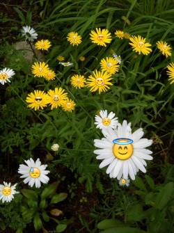 mouzeron:  emoji daisies forever