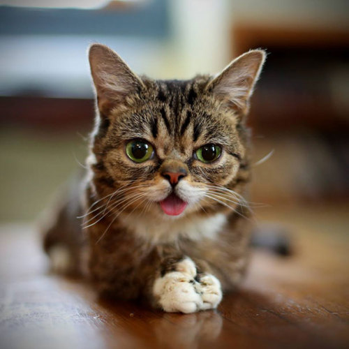 odditiesoflife:  Lil Bub — The Celebrity Kitten with a Positive Message This is Lil Bub. Found in a tool shed in rural Indiana, Lil Bub was born with a series of genetic anomalies. However this little kitten is healthy and didn’t have to claw her