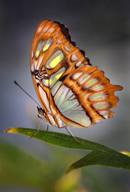 Butterfly Jungle | photos by Ion Moe