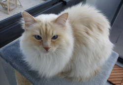 tinyredbird:  pannahinen:  Last weekend I took some pictures of my family’s cat. He’s 12 years old so he mainly just sleeps in various spots in the house.  Look at this toasty marshymallow 