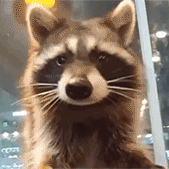 Requested By @darkpawz: Raccoon Stimboard With Warm Forests