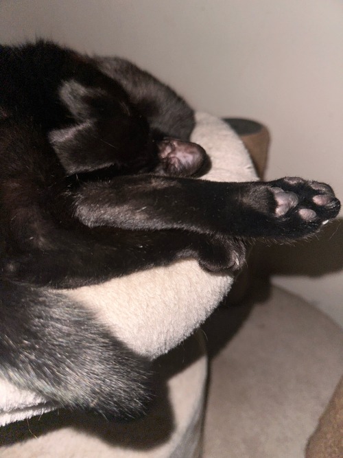 Pink & Black Toe Beans, Black Paws, Black & Pink Ears, Black Tail, Gold Eyes, These Were The Ingredients