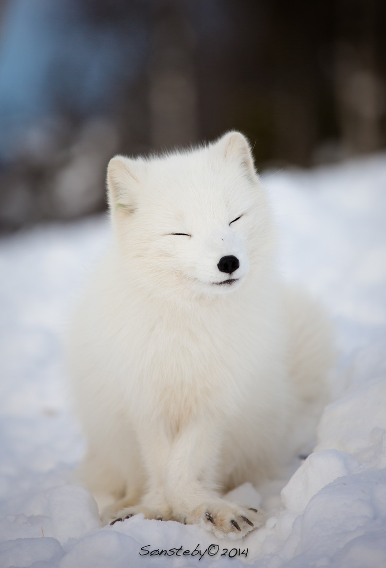 earthandanimals:   Satisfied by Cecilie Sønsteby      