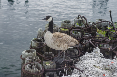 Ferry Goose