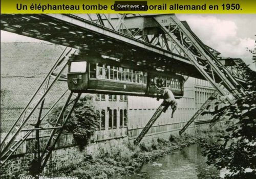  En 1950, un éléphanteau de trois ans nommé Tuffi a été forcé de monter  sur le monorail de Wuppertal en Allemagne pour faire la promotion du  cirque Althoff. Cette balade était censée être ludique, mais le monde a  vite compris que les pachydermes