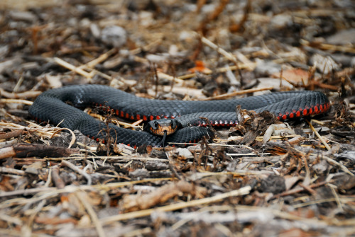 shannon-wild - Red-bellied Black Snake (Pseudechis porphyriacus)...