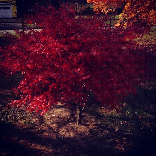 nataliealexxxa:  Beautiful tree outside my window