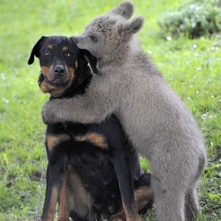 Dogs and their pets ♡