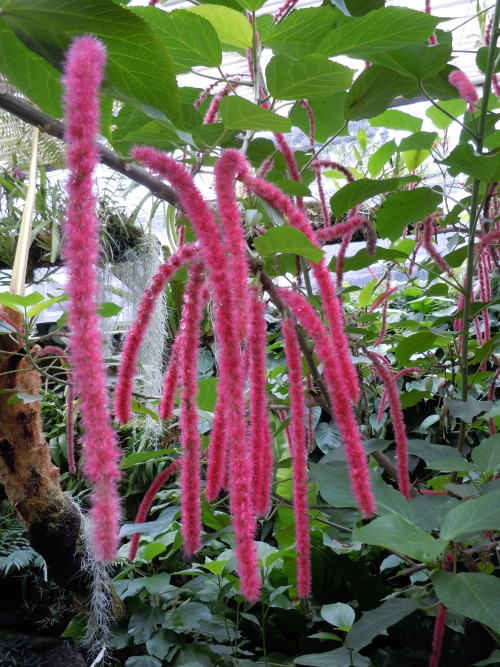 sowhatifiliveinkyushu:福岡市動植物園、中央区、、福岡市、福岡県、九州  (flickr)